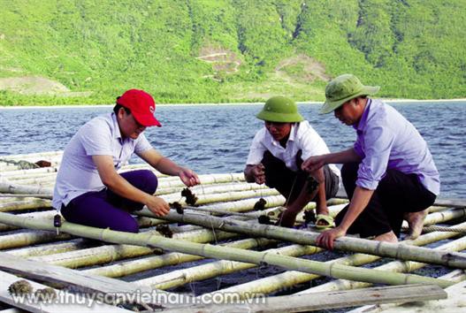 Hà Tĩnh: Triển vọng nuôi hàu đại dương
