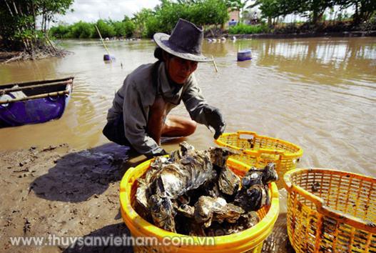 Triển vọng sản xuất hàu giống