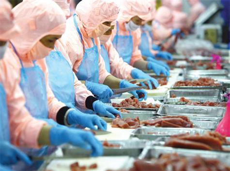 Khánh Hòa: Giá ốc hương thấp, người dân chưa dám thả nuôi