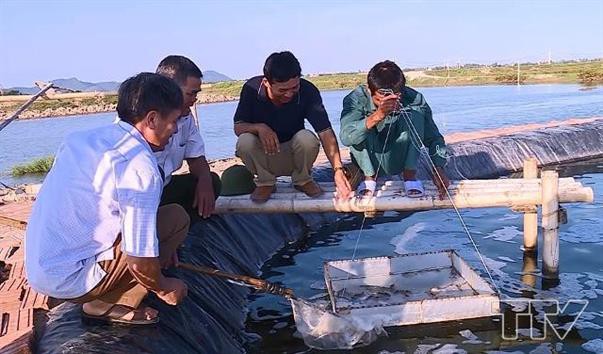 Hoằng Lưu ứng dụng công nghệ nuôi tôm công nghiệp