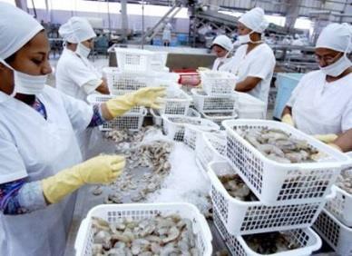 Ecuador: Xuất khẩu tôm sang Trung Quốc tăng mạnh