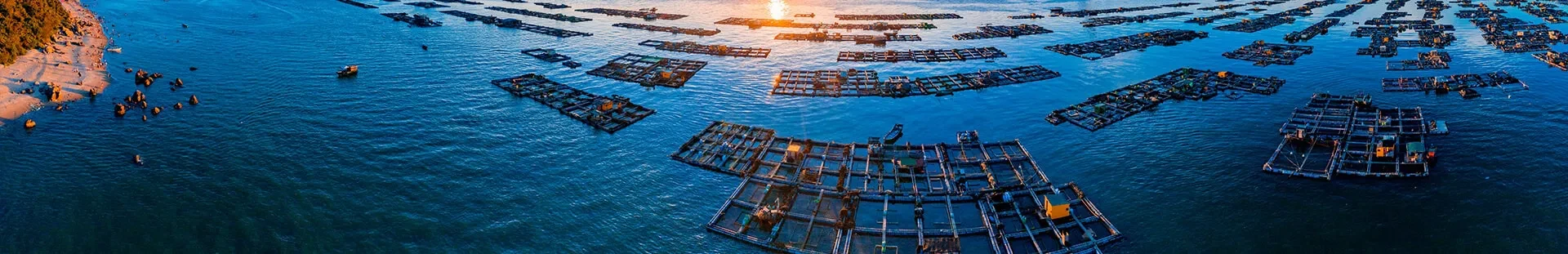 Có nên nuôi cá bằng thức ăn công nghiệp?
