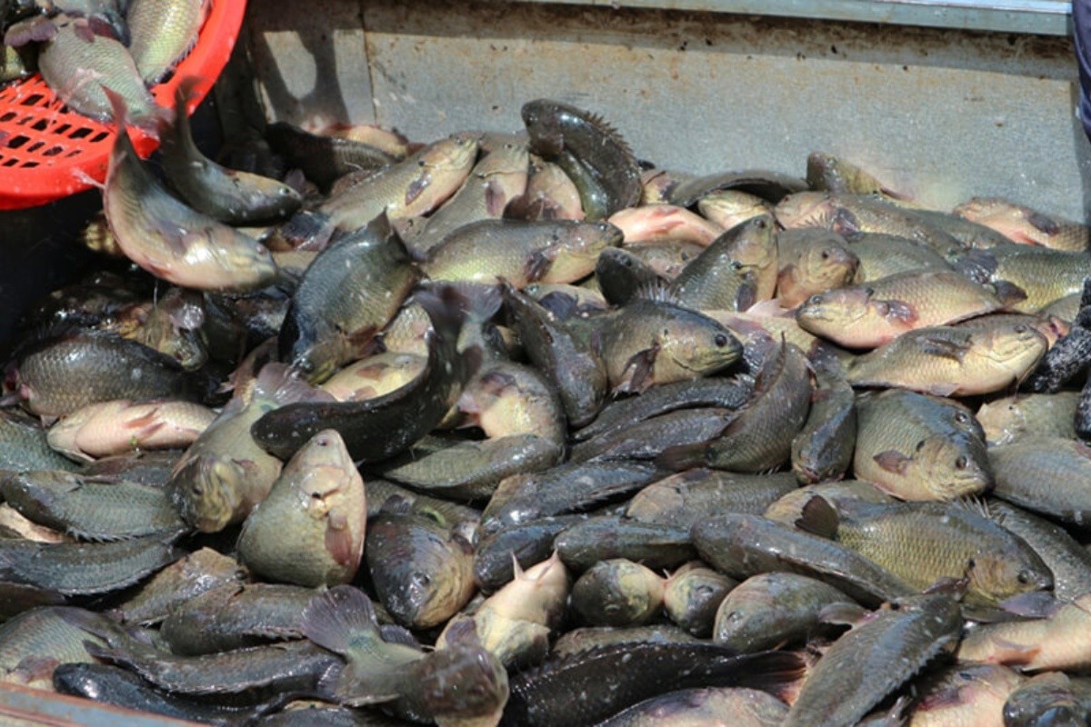 Nguồn cung cá nước ngọt dồi dào dịp Tết