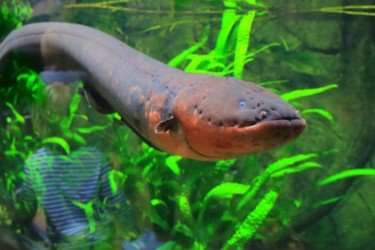 Cá chình có thể phóng điện bao nhiêu vôn?