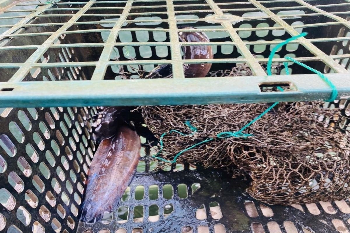 Gia Lai phát triển mô hình nuôi cá chình bông trong bể xi măng đạt hiệu quả cao