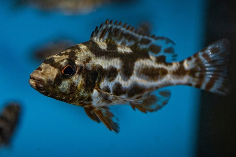 Diễn viên Oscar: Cá giả chết để câu mồi