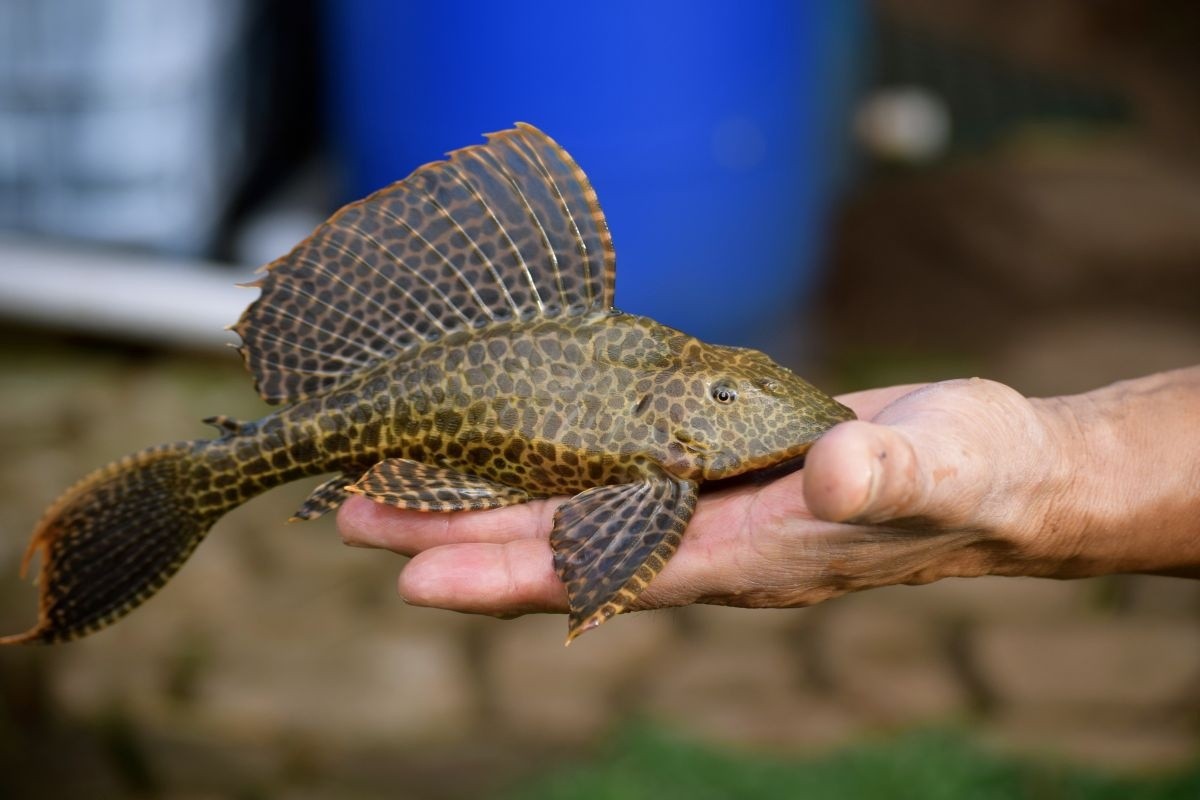 Cá lau kiếng có thực sự ăn được?