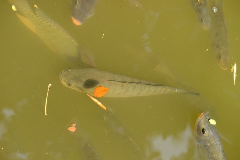 Tại sao cá lóc hay ăn thịt lẫn nhau? Kỹ thuật lọc cỡ để không bị hao hụt số lượng