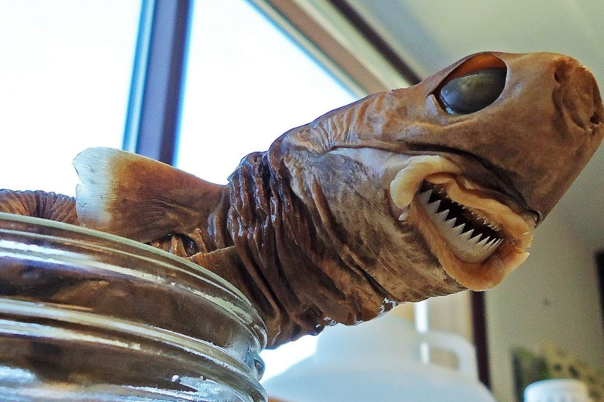 Loài cá mập có đôi môi “cỡ đại” đáng sợ như thế nào?