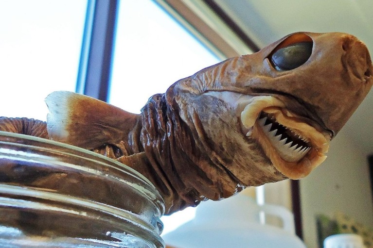 Loài cá mập có đôi môi “cỡ đại” đáng sợ như thế nào?