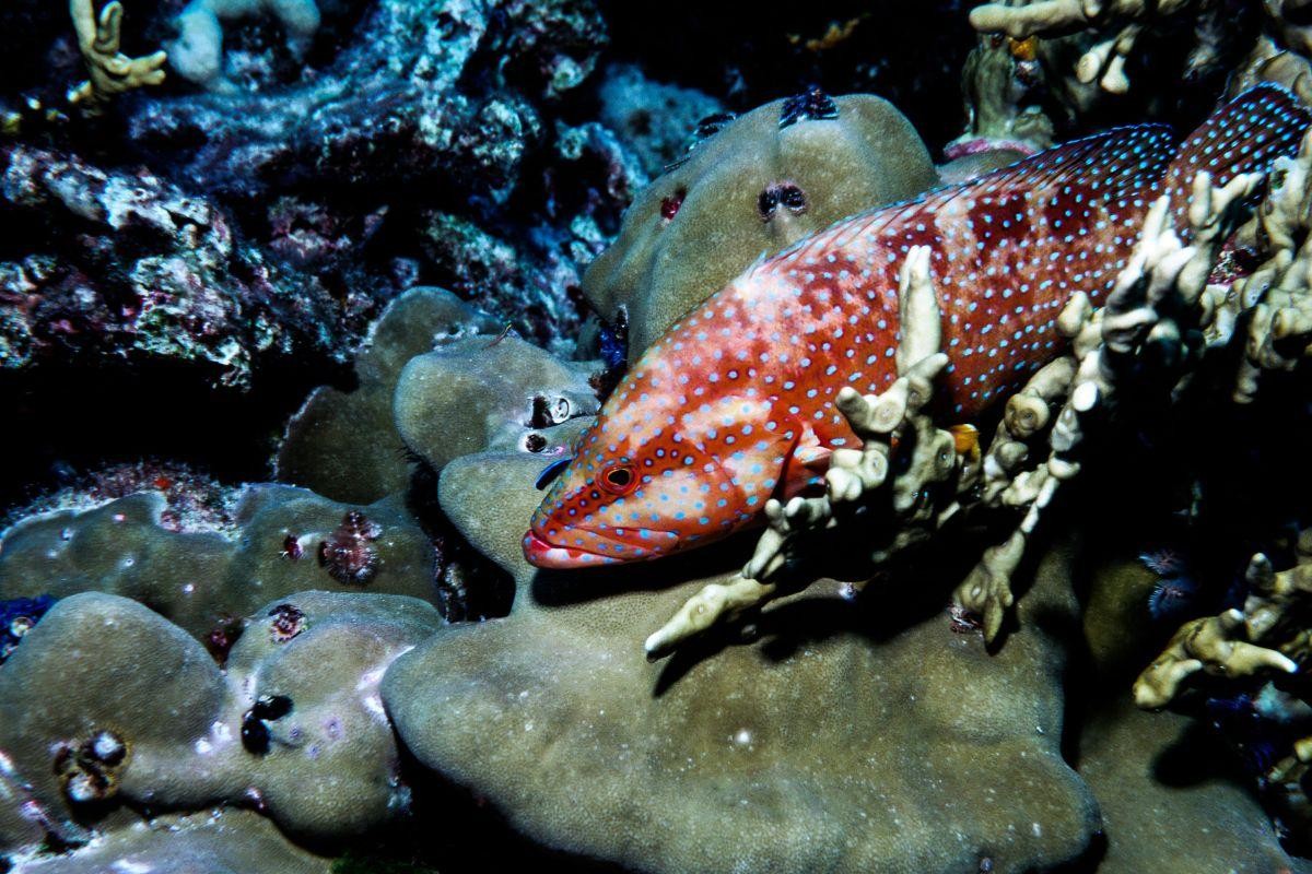 Bí ẩn cá đổi giới tính không phải là một sự ngẫu nhiên