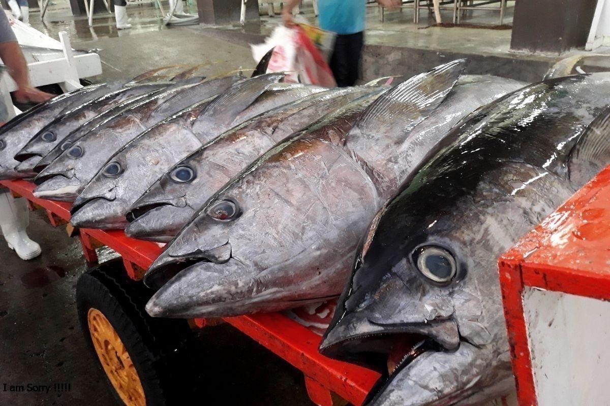 Cá ngừ Việt Nam tìm 'chìa khóa' vào thị trường 100 triệu dân Ai Cập