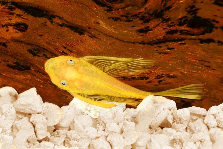 Thức ăn thực vật phù hợp cho cá Pleco