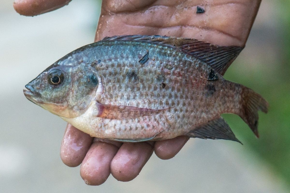 Ba việc người nuôi cần làm để cứu đàn cá rô phi khỏi bệnh TiLV