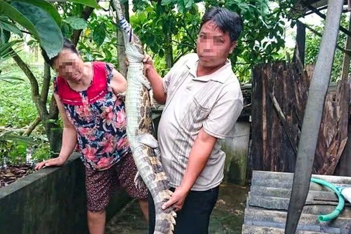 Cá sấu sổng chuồng cắn người ở Tây Ninh, chủ nuôi bị phạt 315 triệu đồng