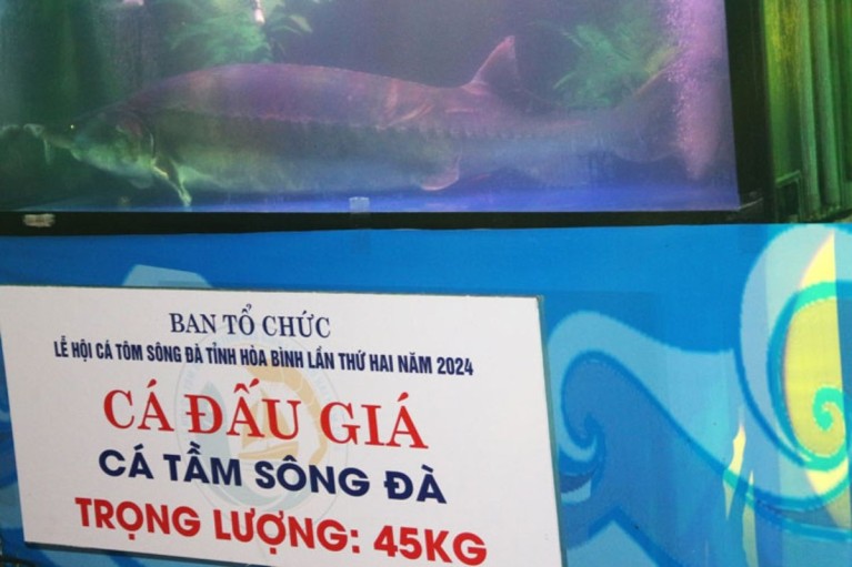Giải mã 'quái ngư' 45kg lần đầu tiên được nuôi thành công trong lòng hồ Hòa Bình