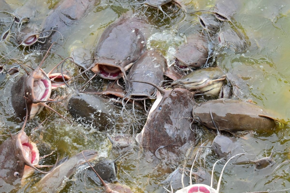 Cảnh báo những loại cá dễ thành ổ chứa ký sinh trùng và kim loại nặng