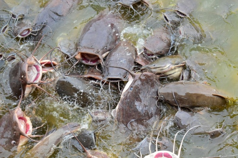 Cảnh báo những loại cá dễ thành ổ chứa ký sinh trùng và kim loại nặng