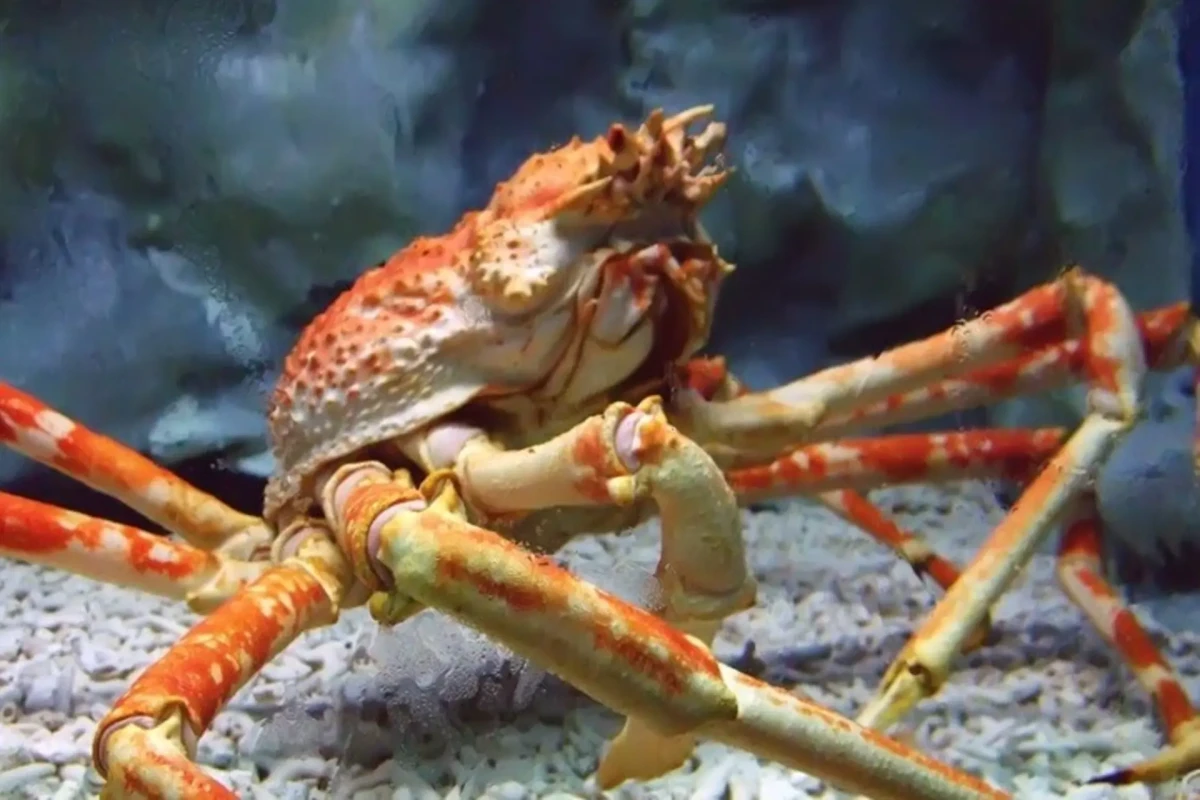 Tại sao cua biển lại "sủi bọt" ở miệng khi bị bắt lên cạn?