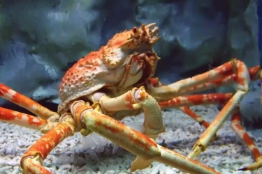 Tại sao cua biển lại "sủi bọt" ở miệng khi bị bắt lên cạn?