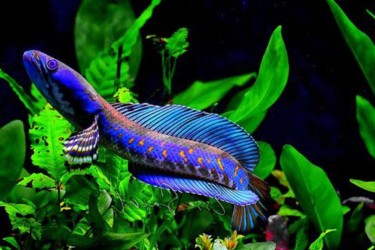 Một số mồi đầy dinh dưỡng cho cá lóc cảnh