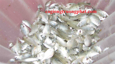 Ảnh cá tráp giống