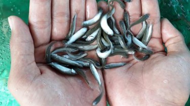Ảnh cá đối mục giống