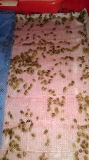 Ảnh cua xanh giống