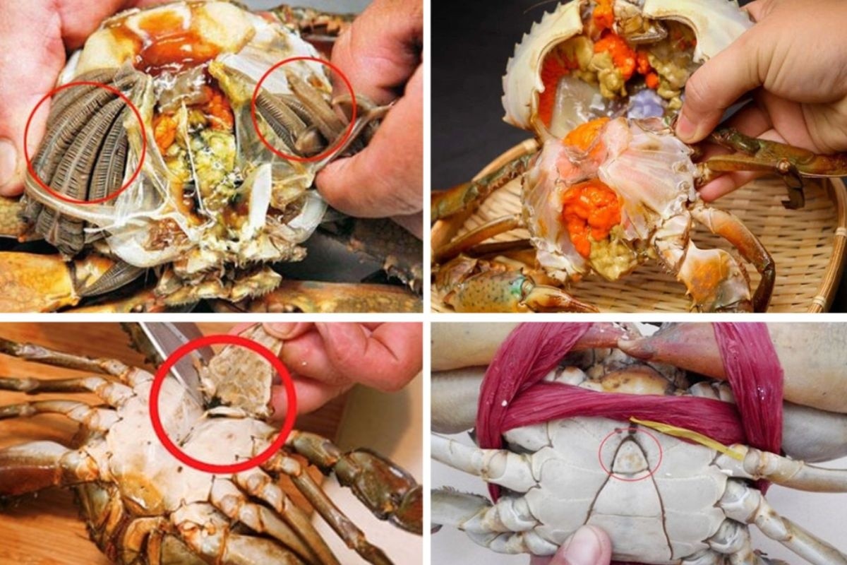 4 bộ phận của cua biển dù ngon mấy cũng không được ăn nếu muốn an toàn sức khỏe