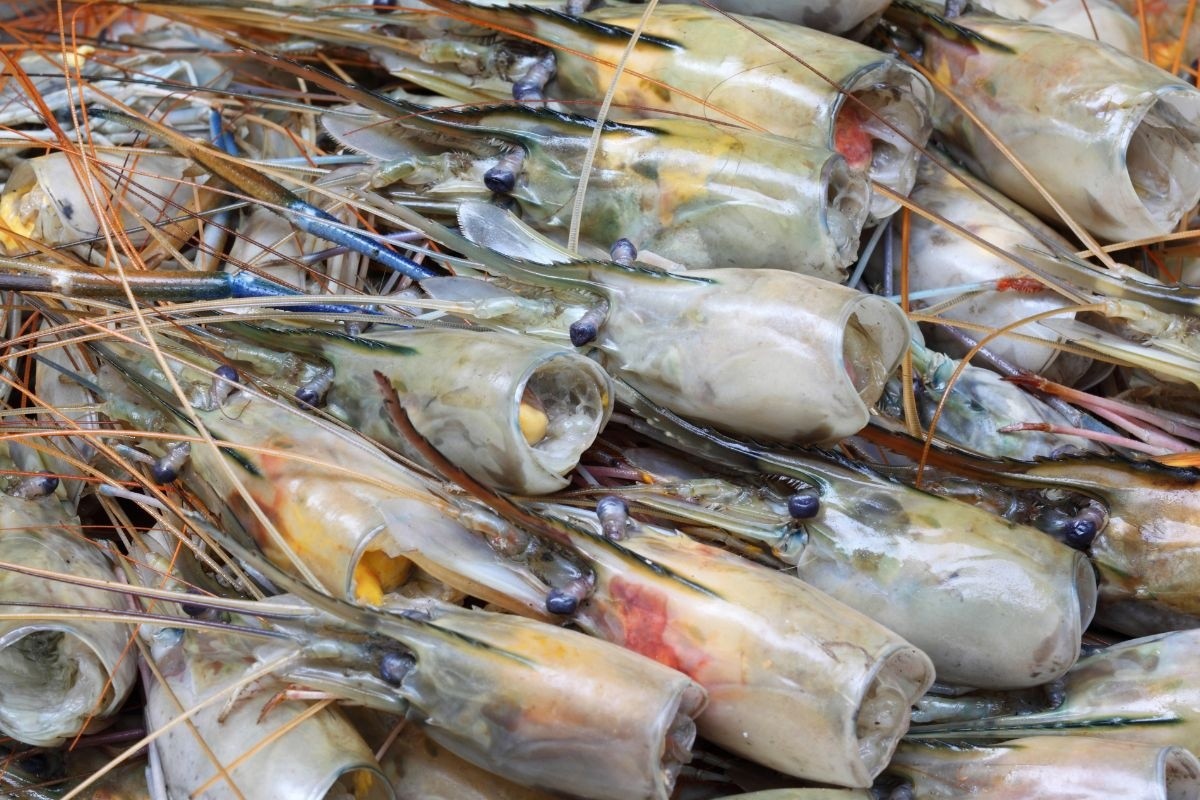 Tìm hiểu cơ chế hoạt động trong đầu tôm