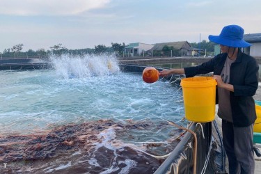 Lộ trình sử dụng thức ăn hiệu quả cho tôm