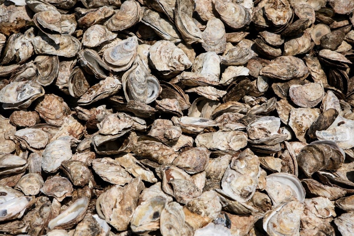 Khủng hoảng hàu tại Nhật: Thời cơ vàng cho doanh nghiệp Việt Nam?