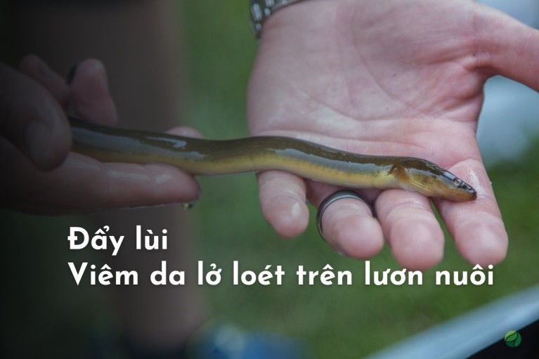 Tất tần tật về chứng “viêm da” lở loét trên lươn