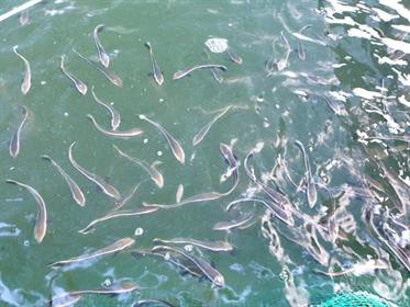 Cá bớp giống chất lượng