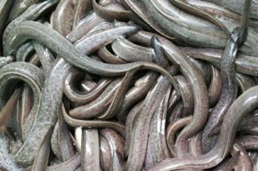 giống cá chình bông chất lượng size từ cá bạch từ đến lúc thành phầm