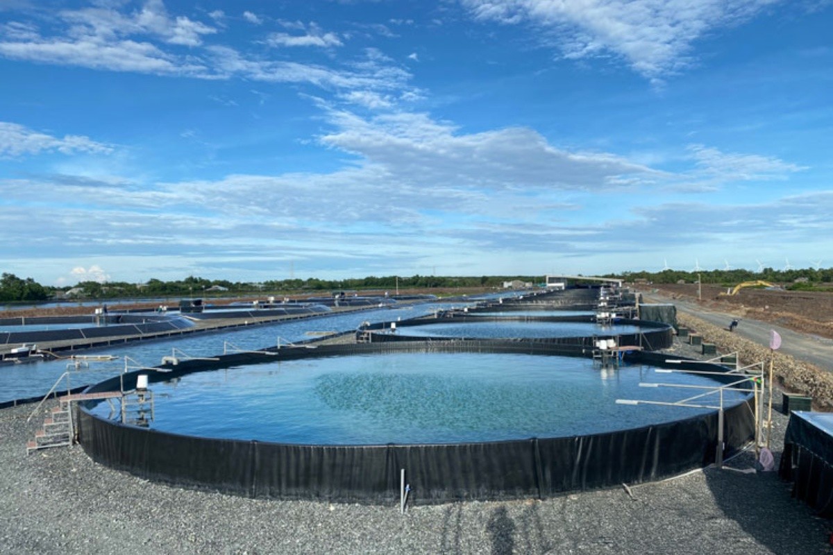 Toàn cảnh các mô hình nuôi tôm công nghệ cao tại Việt Nam