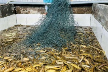 Nông dân Cà Mau nuôi lươn vàng rụm trong bể xi măng, hễ nói bán là có người mua ngay