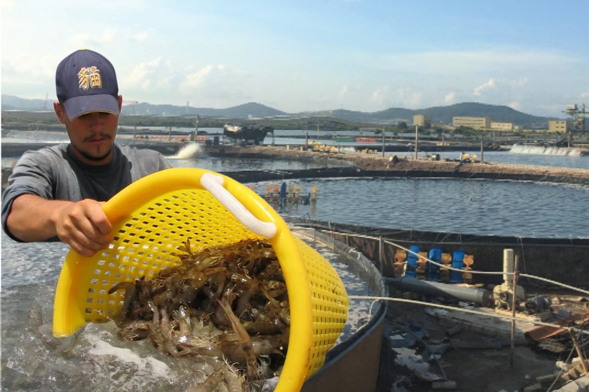 Nuôi tôm Việt Nam giữa vòng xoáy ô nhiễm – kháng sinh