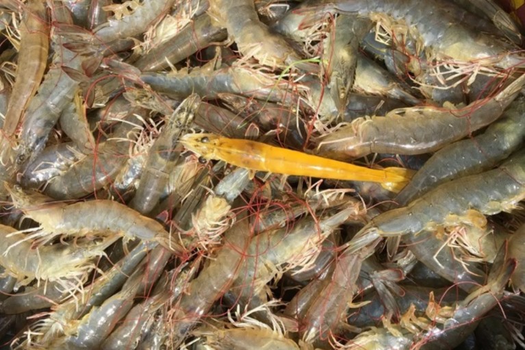 Cách phân biệt tôm nuôi và tôm tự nhiên
