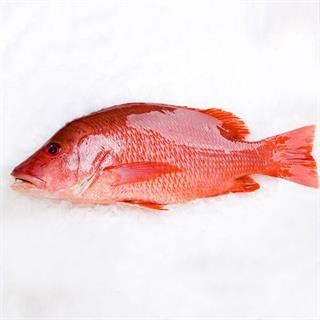 CÁ HỒNG ĐỎ GIỐNG CHẤT LƯỢNG CÁ HỒNG ĐỎ GIỐNG CHẤT LƯỢNG