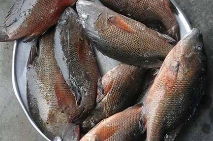 CÁ HỒNG BẠC THƯƠNG PHẨM CÁ HỒNG BẠC THƯƠNG PHẨM