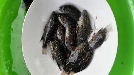 CÁ HỒNG BẠC GIỐNG CHẤT LƯỢNG CÁ HỒNG BẠC GIỐNG CHẤT LƯỢNG