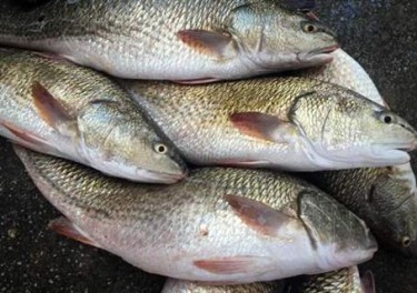 CÁ HỒNG MỸ THƯƠNG PHẢM