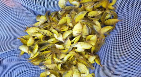 Giống cá bè vàng Giống cá bè vàng
