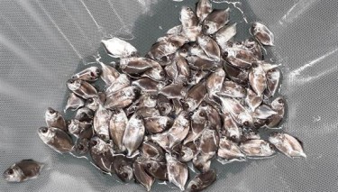 CÁ CHIM VÂY VÀNG GIỐNG