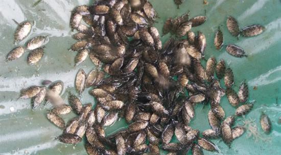 CÁ DÌA GIỐNG CHẤT LƯỢNG CÁ DÌA GIỐNG CHẤT LƯỢNG