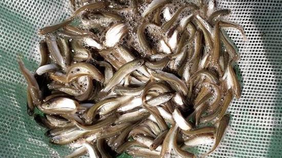 CÁ ĐỐI MỤC GIỐNG CHẤT LƯỢNG CÁ ĐỐI MỤC GIỐNG CHẤT LƯỢNG