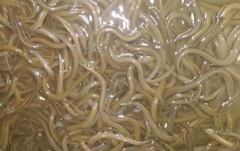 GIỐNG LƯƠN ĐỒNG CHẤT LƯỢNG GIỐNG LƯƠN ĐỒNG CHẤT LƯỢNG