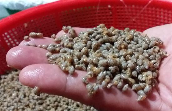 Ốc Hương Giống Ốc Hương Giống