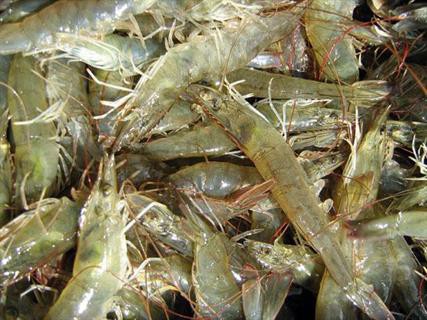 GIỐNG TÔM ĐẤT CHẤT LƯỢNG GIỐNG TÔM ĐẤT CHẤT LƯỢNG